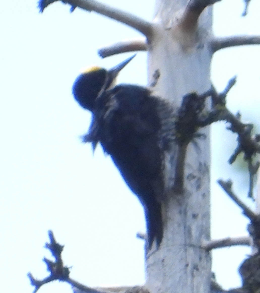 Black-backed Woodpecker - ML588823591