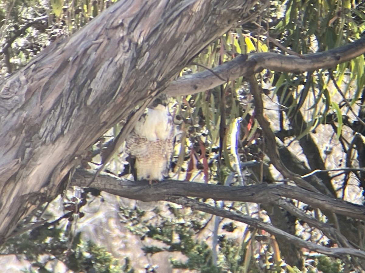 Variable Hawk (Red-backed) - ML588824441