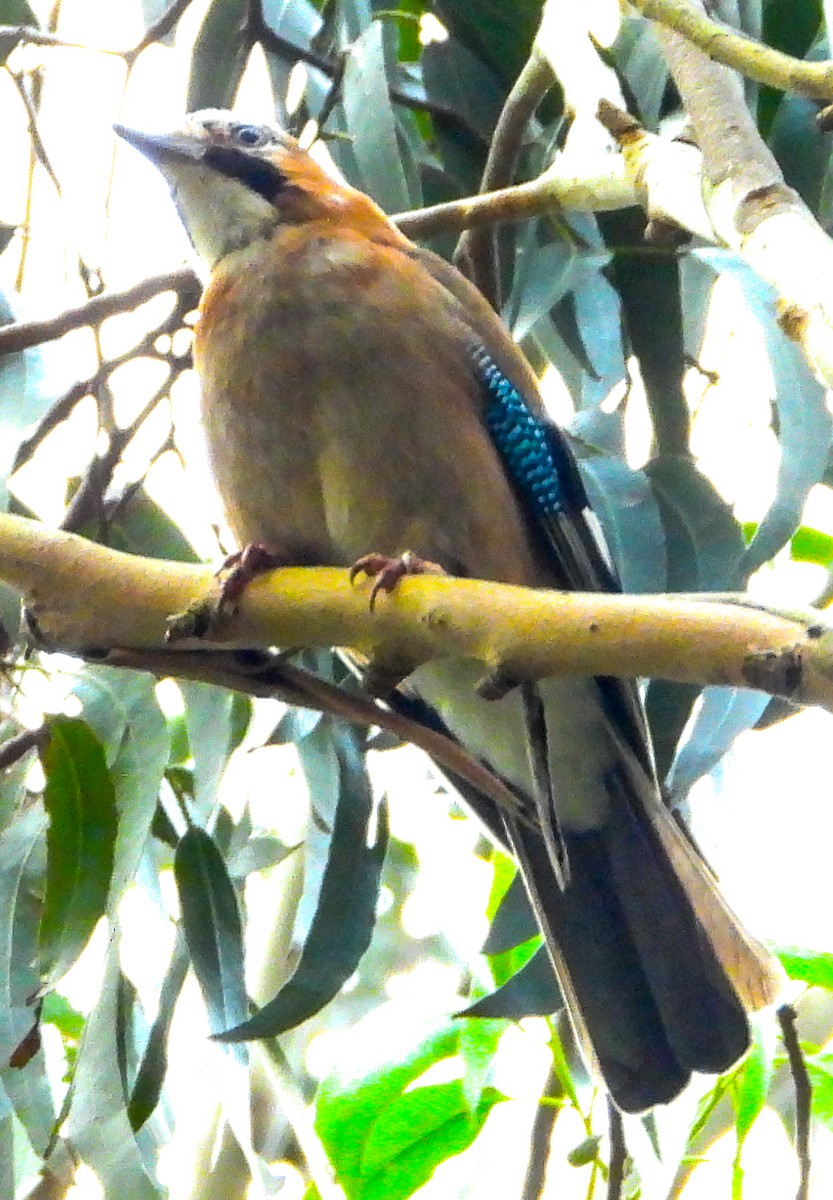 Ebird Checklist Jun Forest Foz Bay Near Centi O River N Side Species