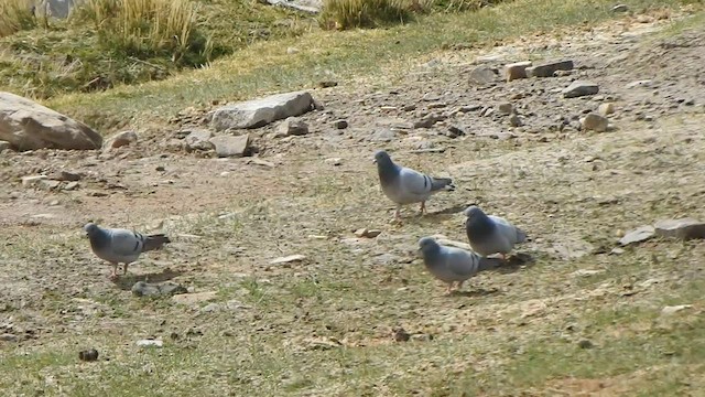 Pigeon des rochers - ML588825851