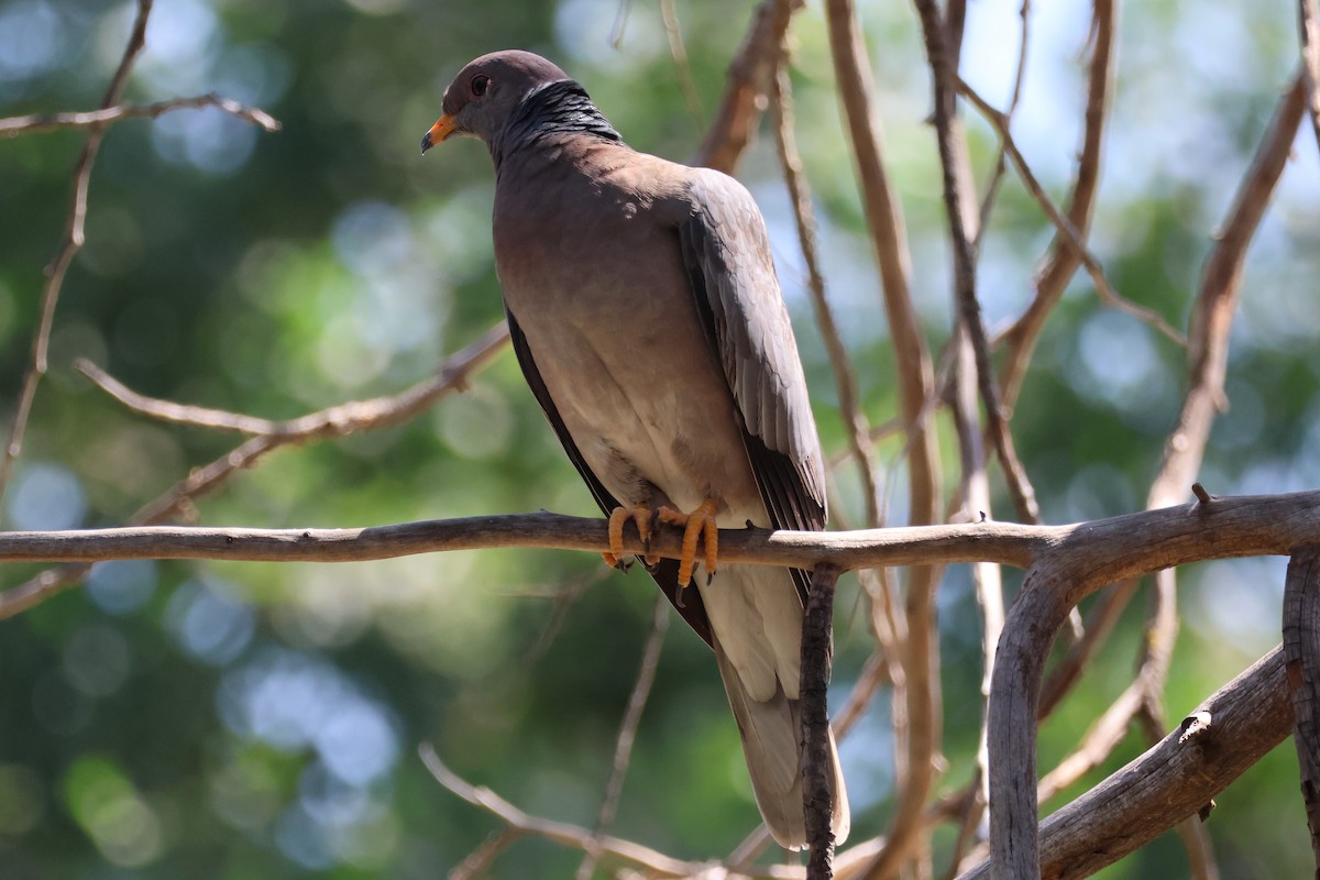 Band-tailed Pigeon - ML588828131