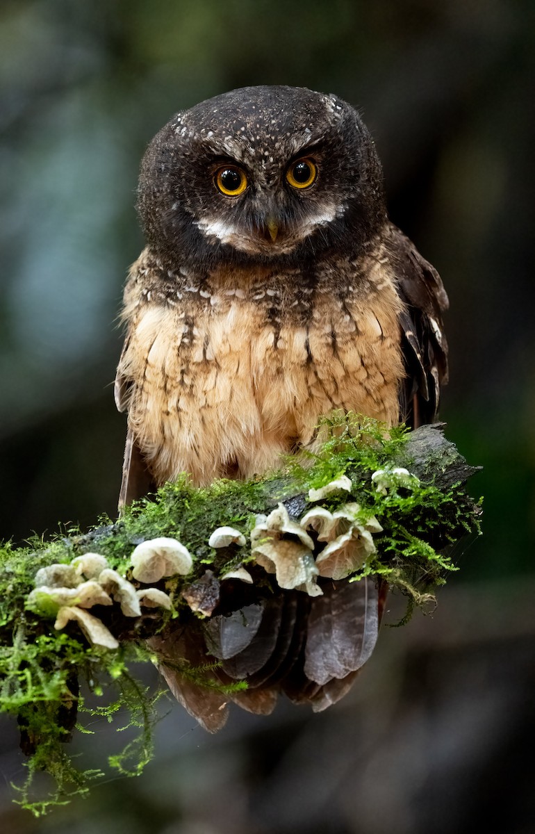 White-throated Screech-Owl - ML588830421