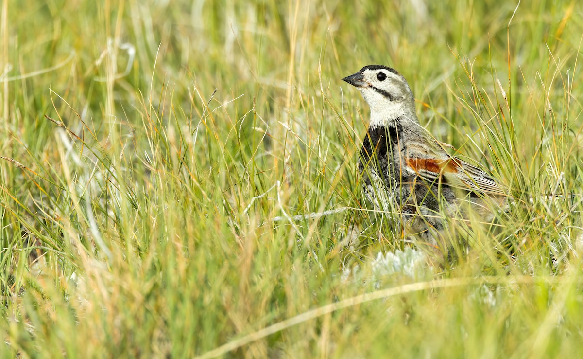Thick-billed Longspur - ML588831281