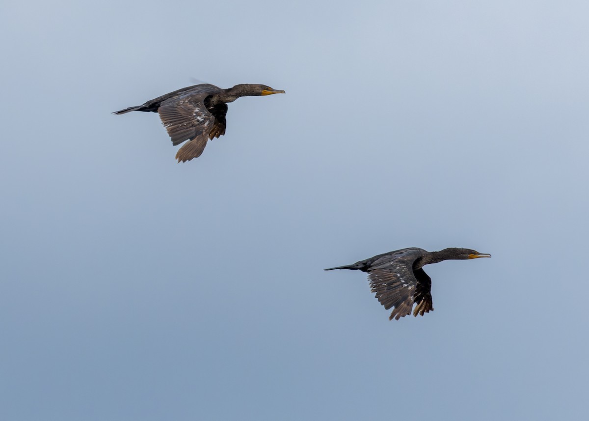 Double-crested Cormorant - ML588834721