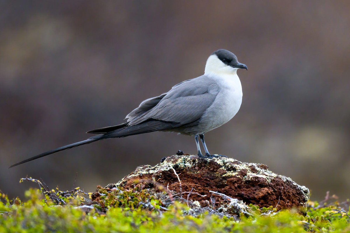 Long-tailed Jaeger - ML588840361