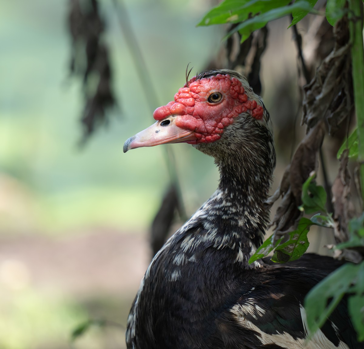 Ebird Checklist Jun Cullinan Park Sugar Land Utc