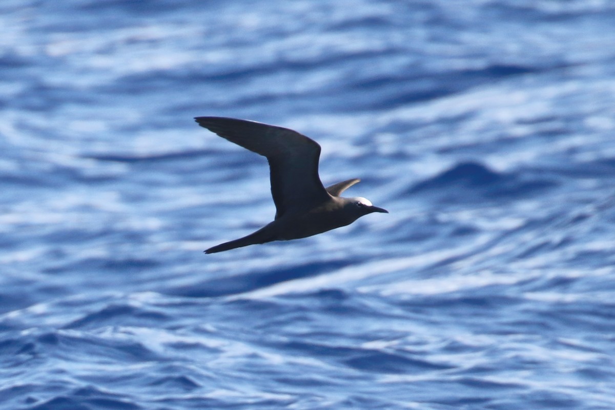 eBird Checklist - 6 Apr 2019 - US-HI-Pacific Ocean (22.0025,-159.8057 ...