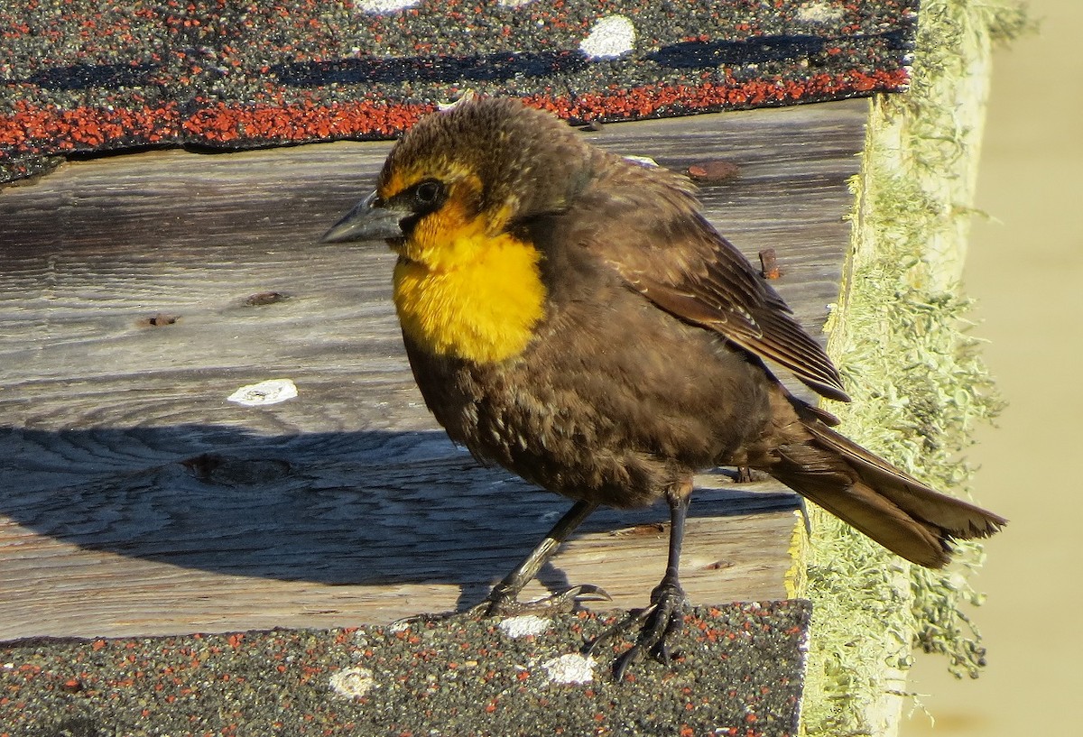 Yellow-headed Blackbird - Jessie Altstatt