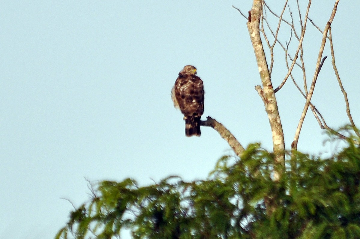 Broad-winged Hawk (Caribbean) - ML588843911