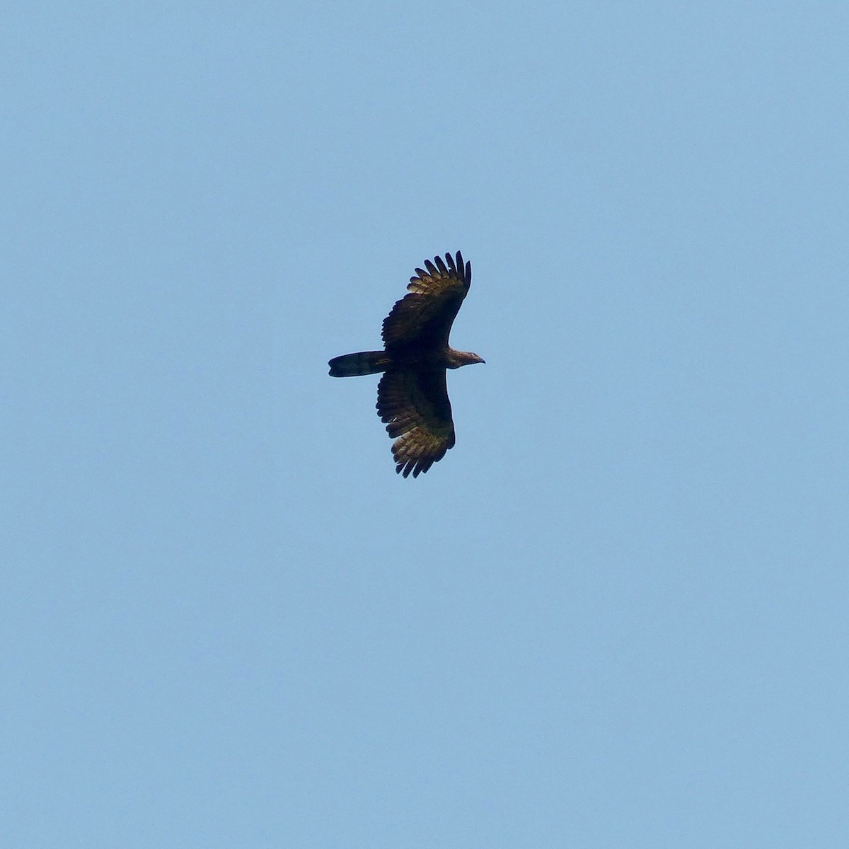 Oriental Honey-buzzard (Indomalayan) - ML588844101