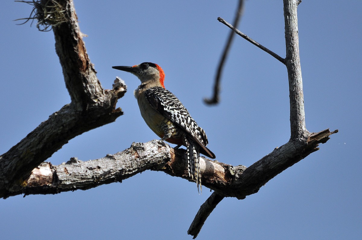 West Indian Woodpecker - Antonio Ceballos Barbancho