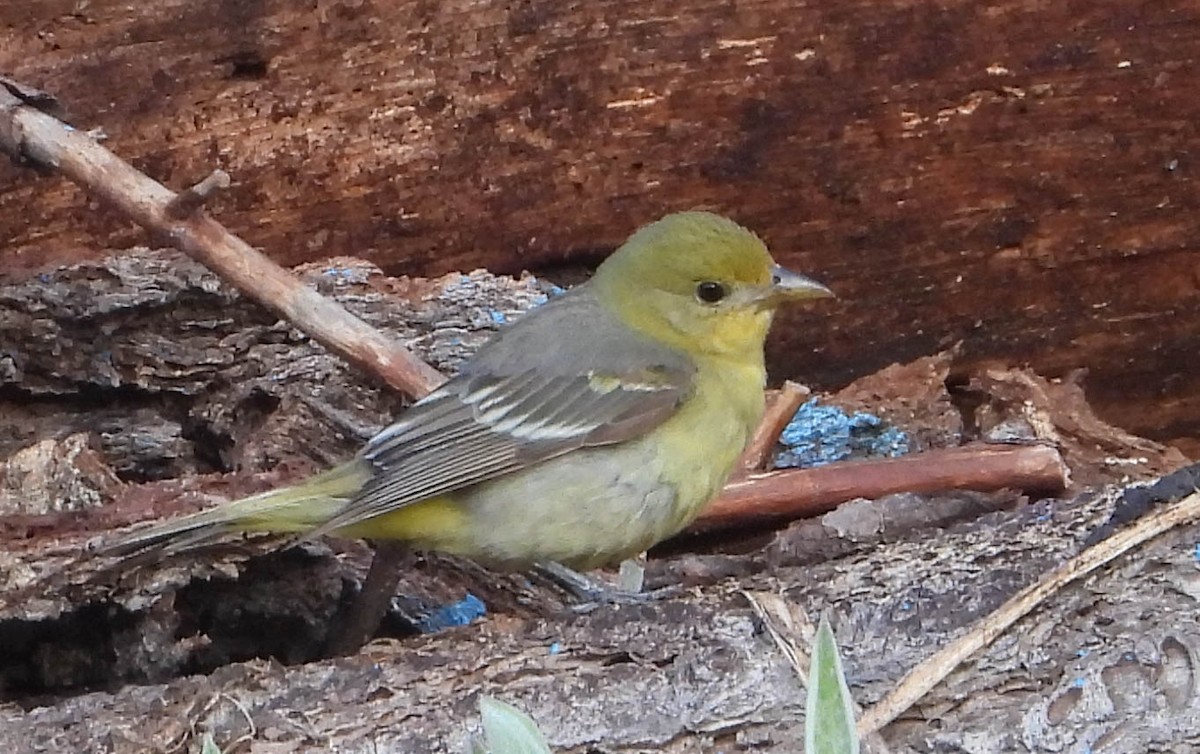 Western Tanager - ML588848031