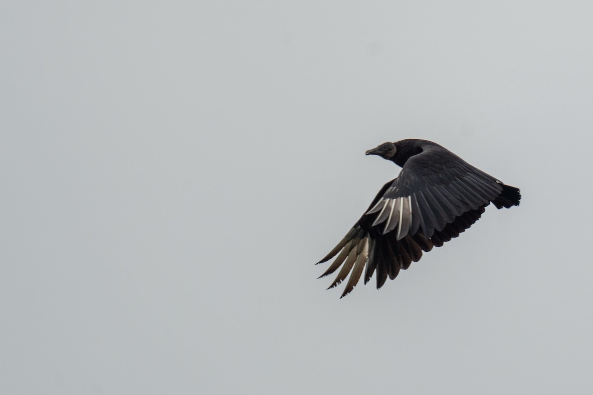 Black Vulture - Grant Winter