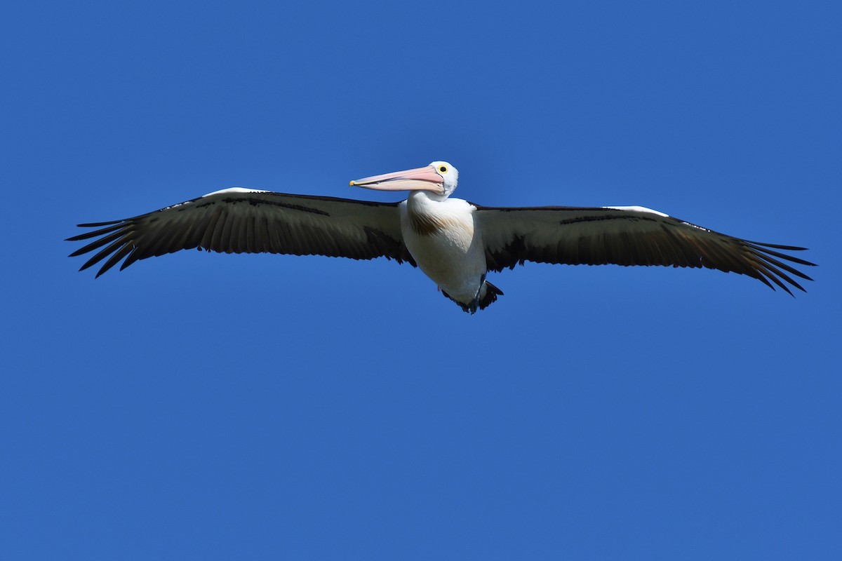 Australian Pelican - Terence Alexander