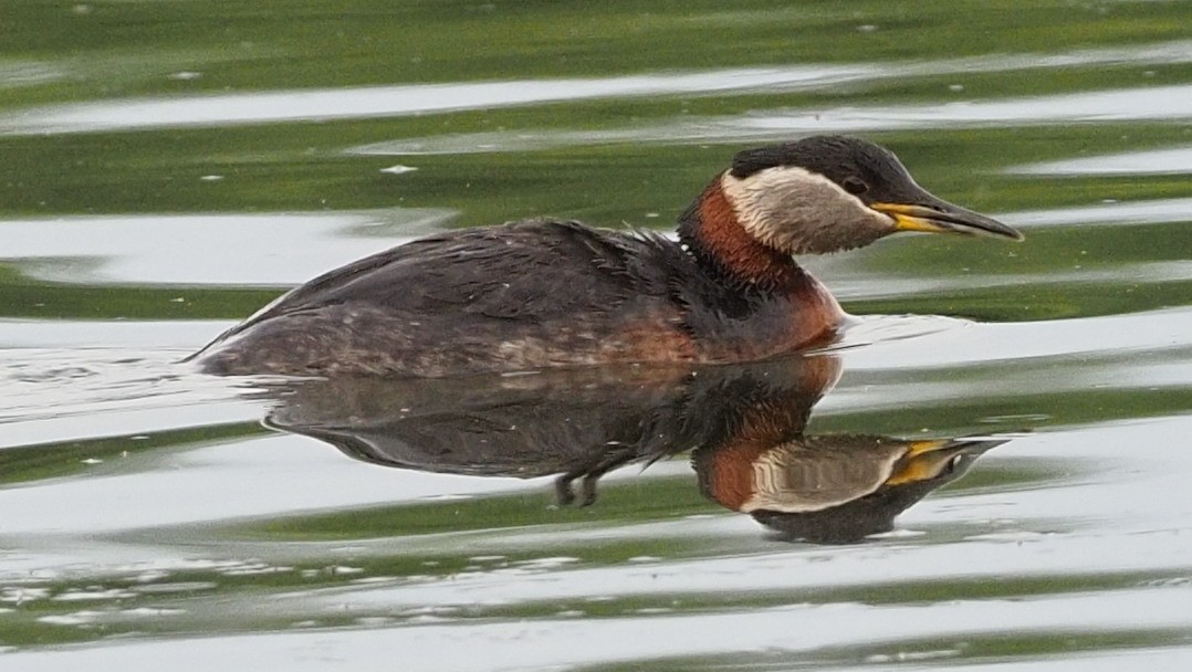 Red-necked Grebe - ML588849831