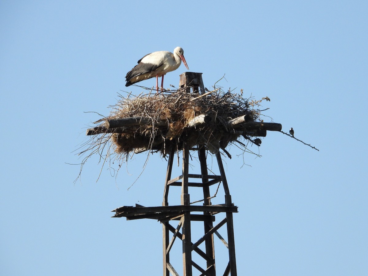 White Stork - ML588852011