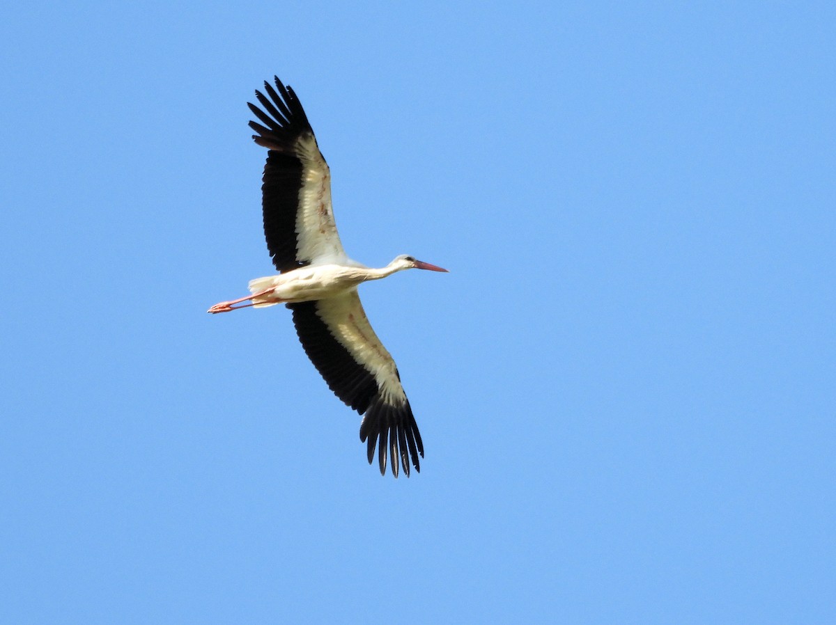 White Stork - ML588852071