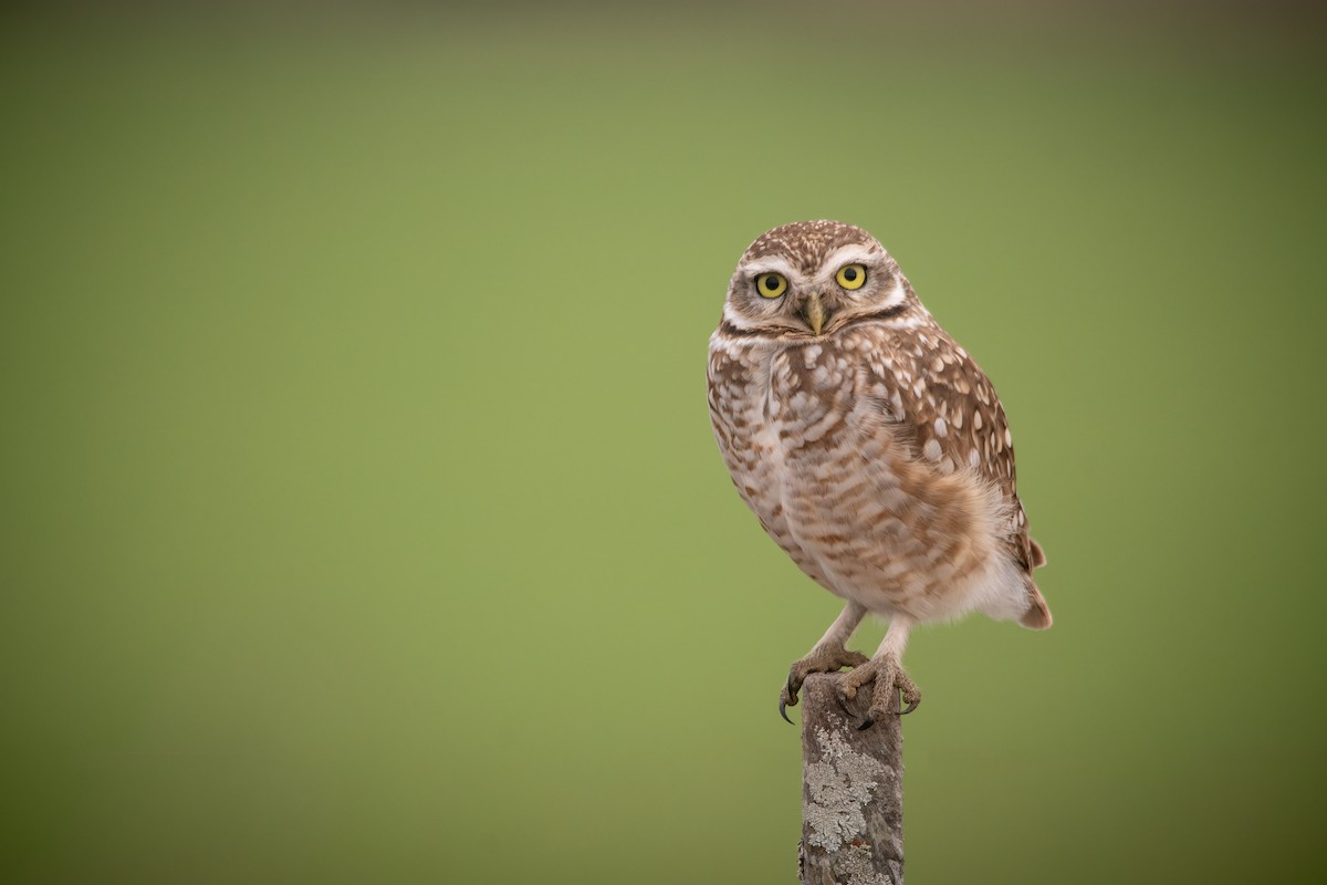 Burrowing Owl - Pablo Re