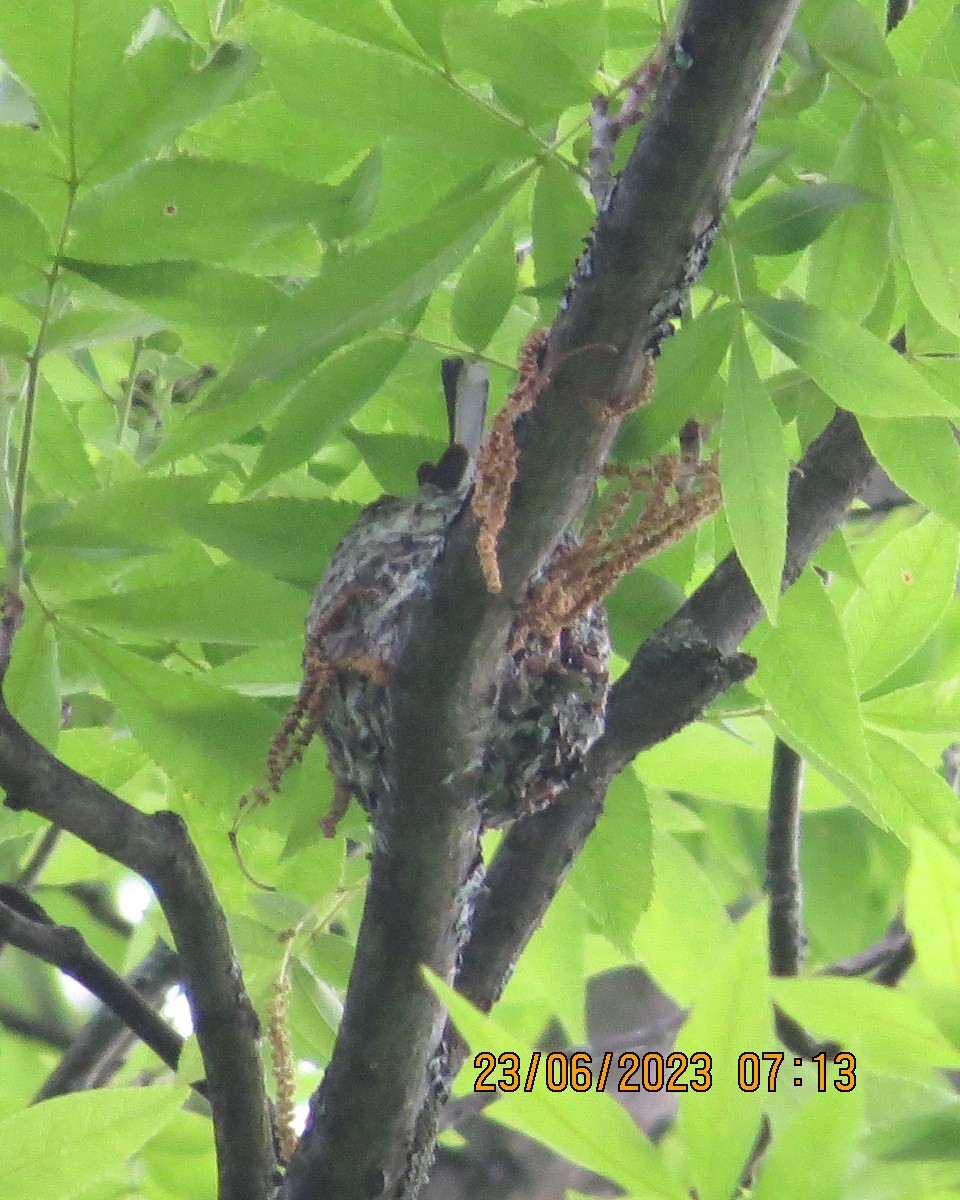 New York Breeding Bird Atlas Checklist - 23 Jun 2023 - Rte 62 W of
