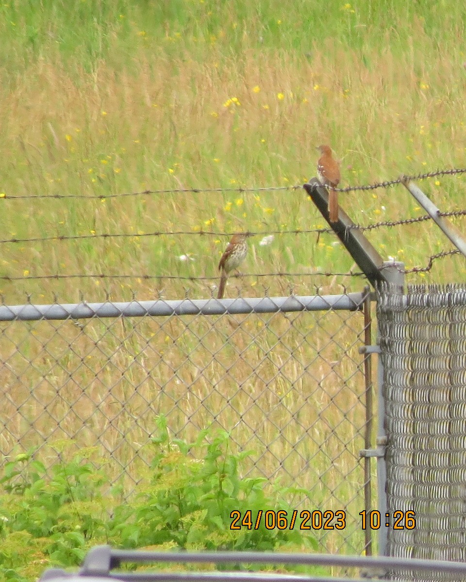 New York Breeding Bird Atlas Checklist - 24 Jun 2023 - Jamestown ...