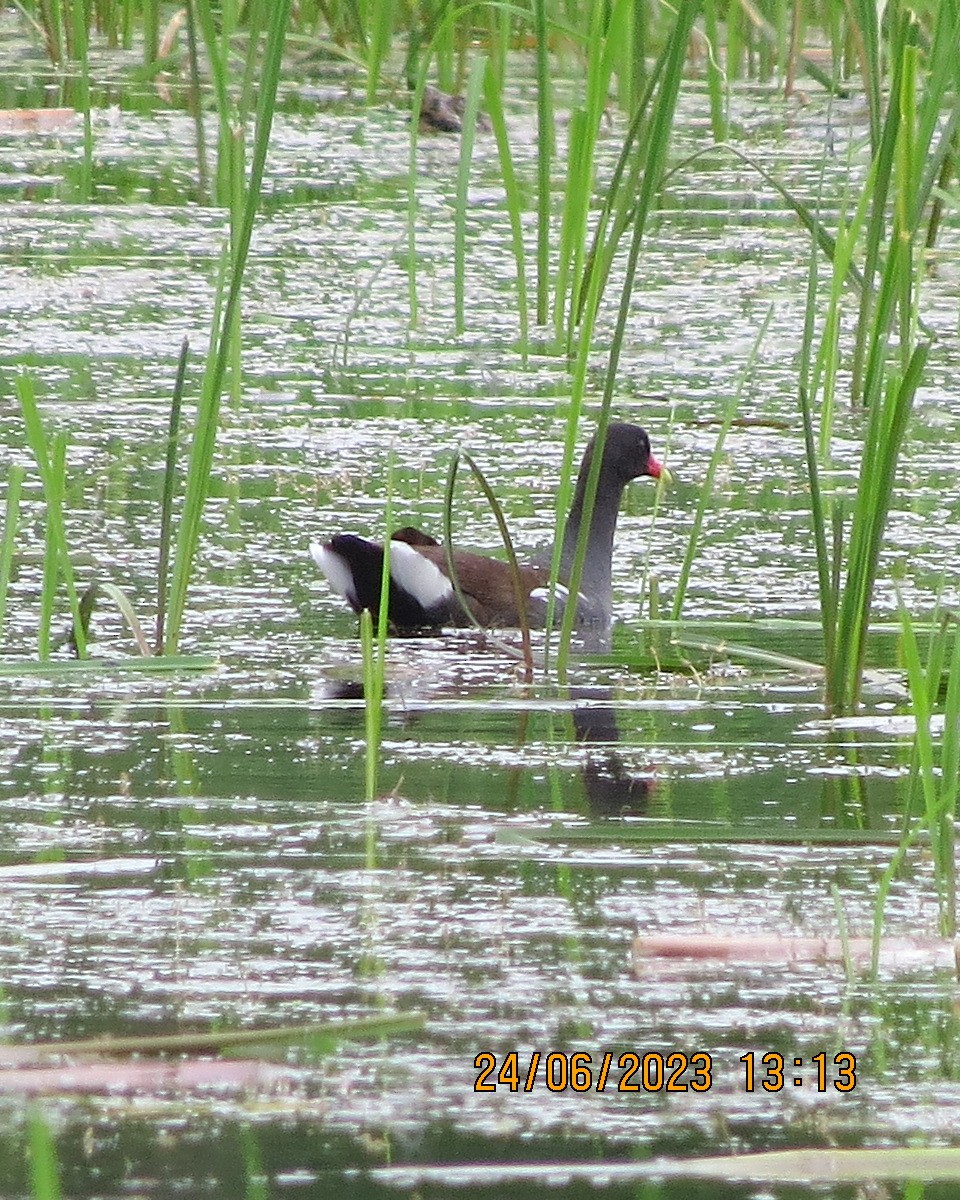 New York Breeding Bird Atlas Checklist - 24 Jun 2023 - Ralph C. Sheldon ...