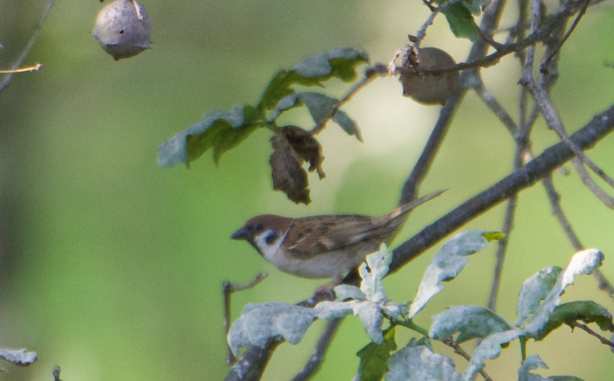 Eurasian Tree Sparrow - ML588865411