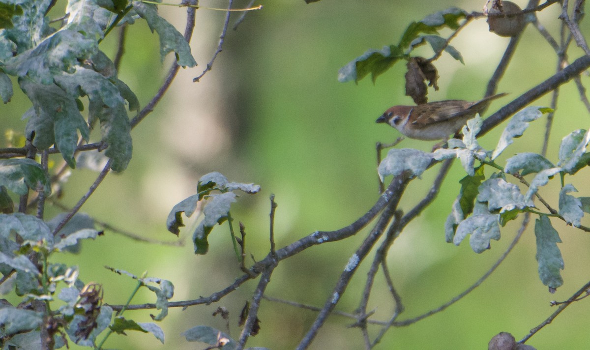 Eurasian Tree Sparrow - ML588865501