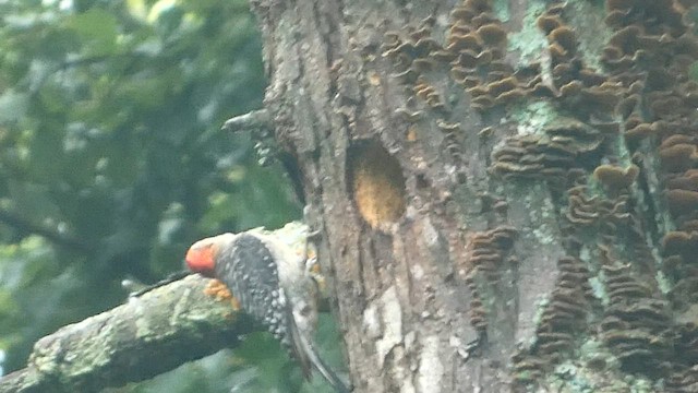 Red-bellied Woodpecker - ML588866281