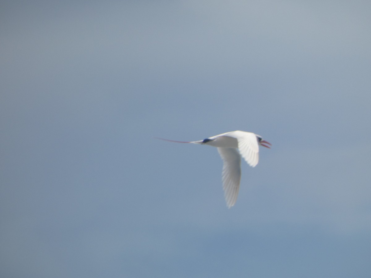 Red-tailed Tropicbird - Marty Freeland