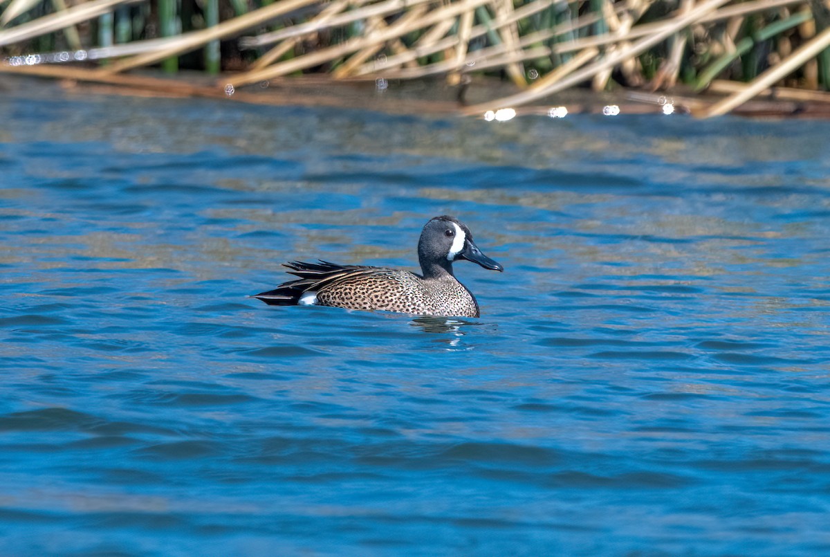 Blue-winged Teal - ML588868301
