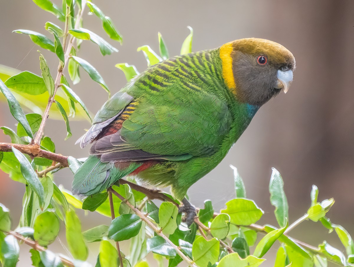 Painted Tiger-Parrot - ML588873311