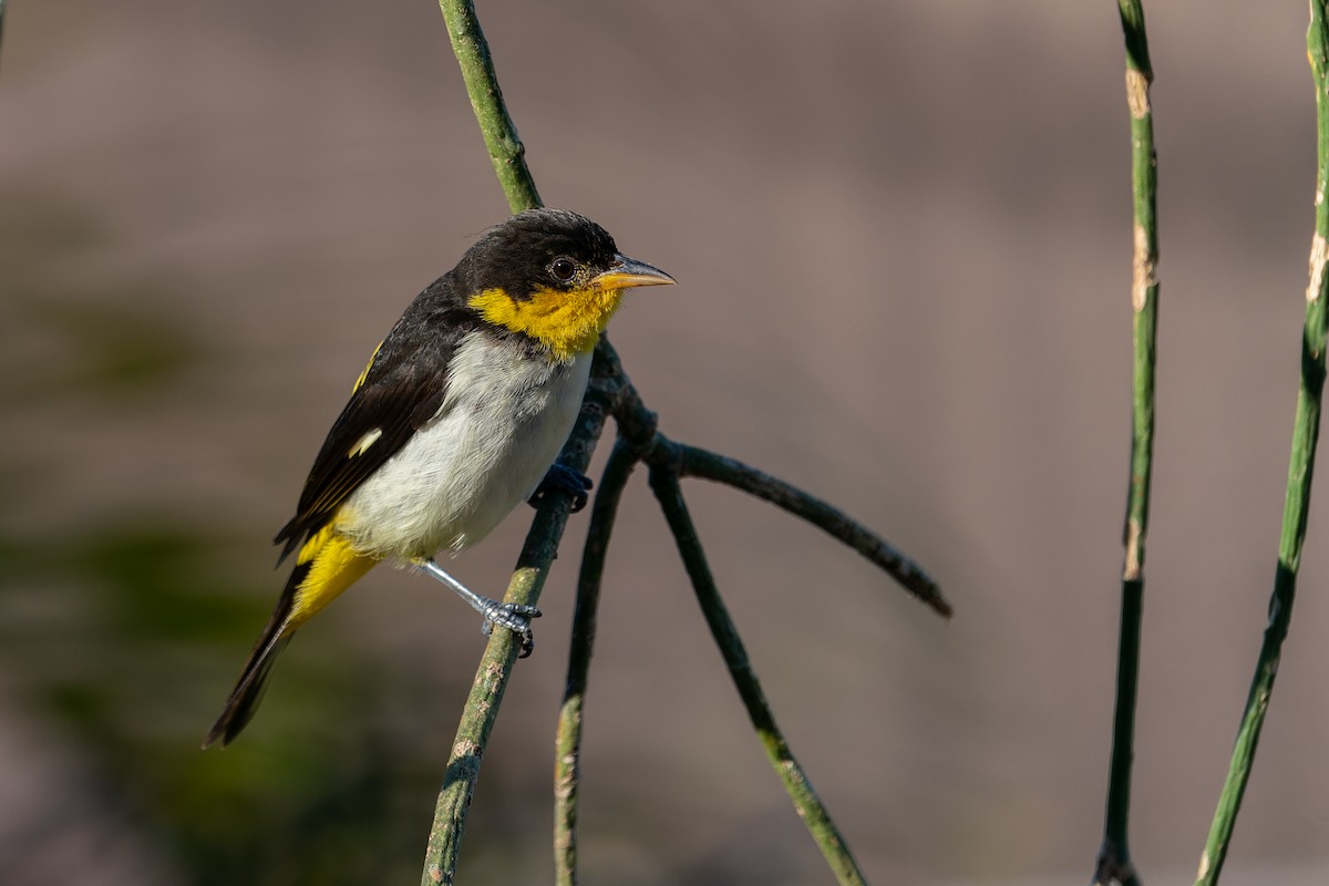 Yellow-backed Tanager - ML588875381