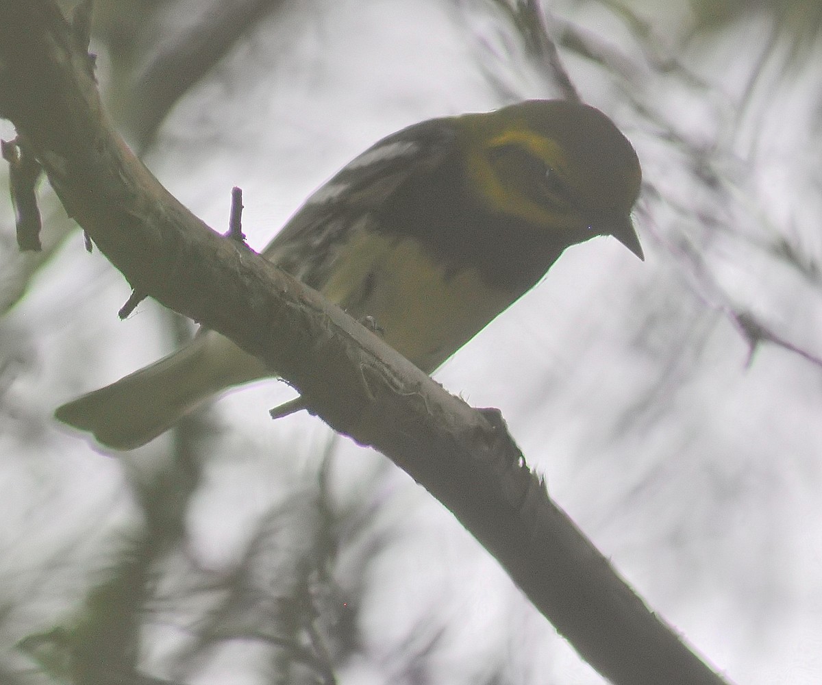 Black-throated Green Warbler - M.K. McManus-Muldrow