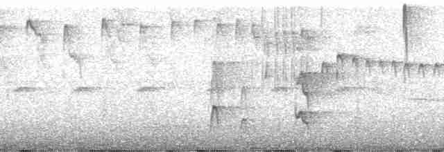 Тиранчик-довгохвіст жовточеревий - ML58888