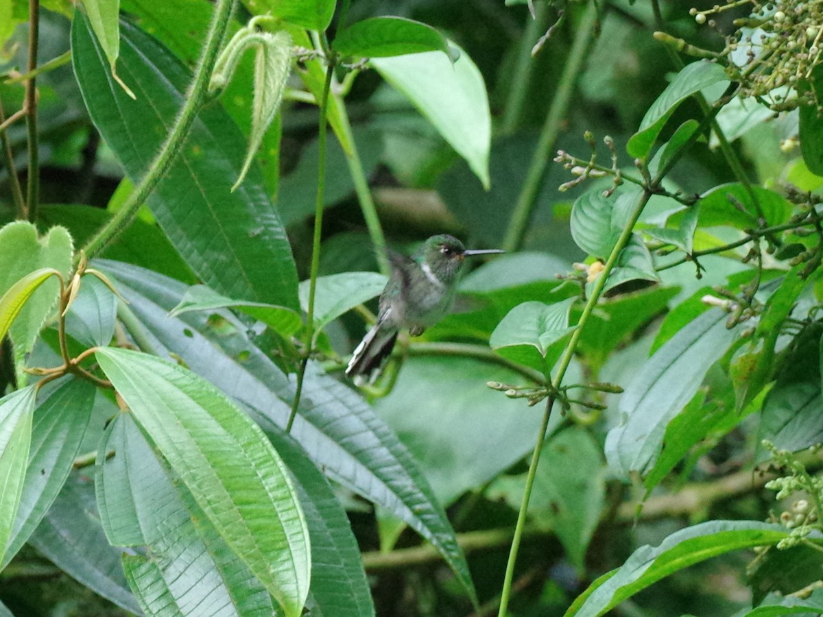 Ekvador Kuyrukkakan Kolibrisi - ML588881561
