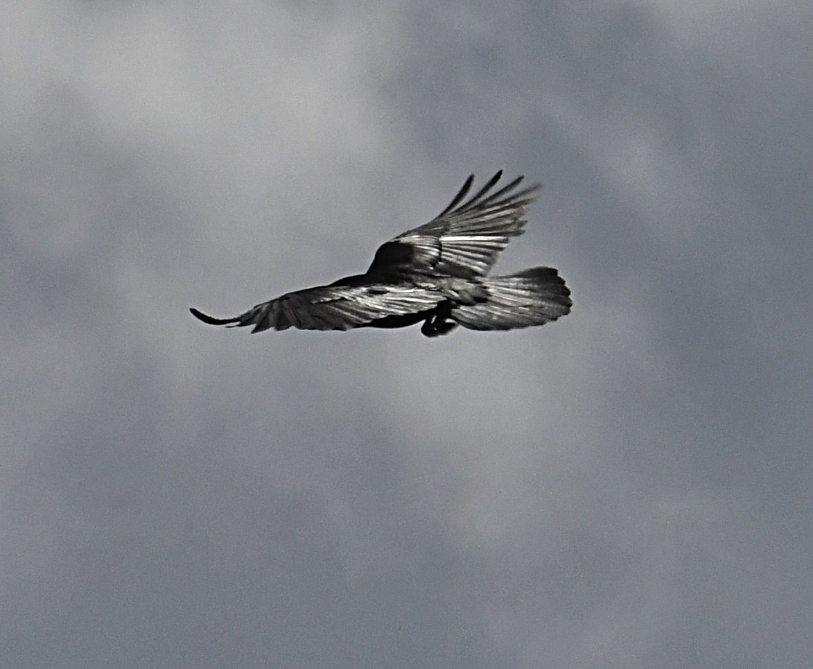 Common Raven - ML588890841
