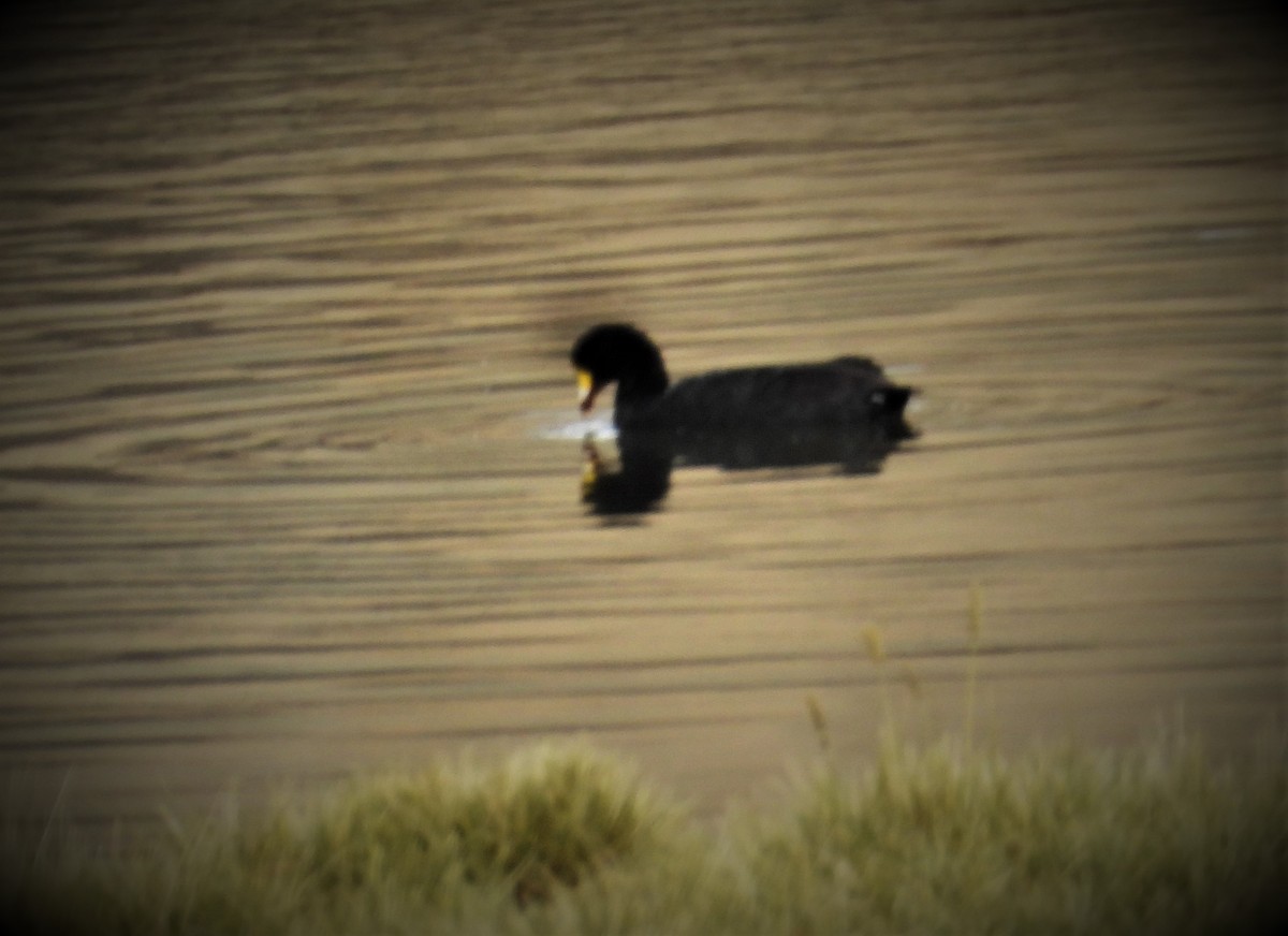 Giant Coot - ML588892831