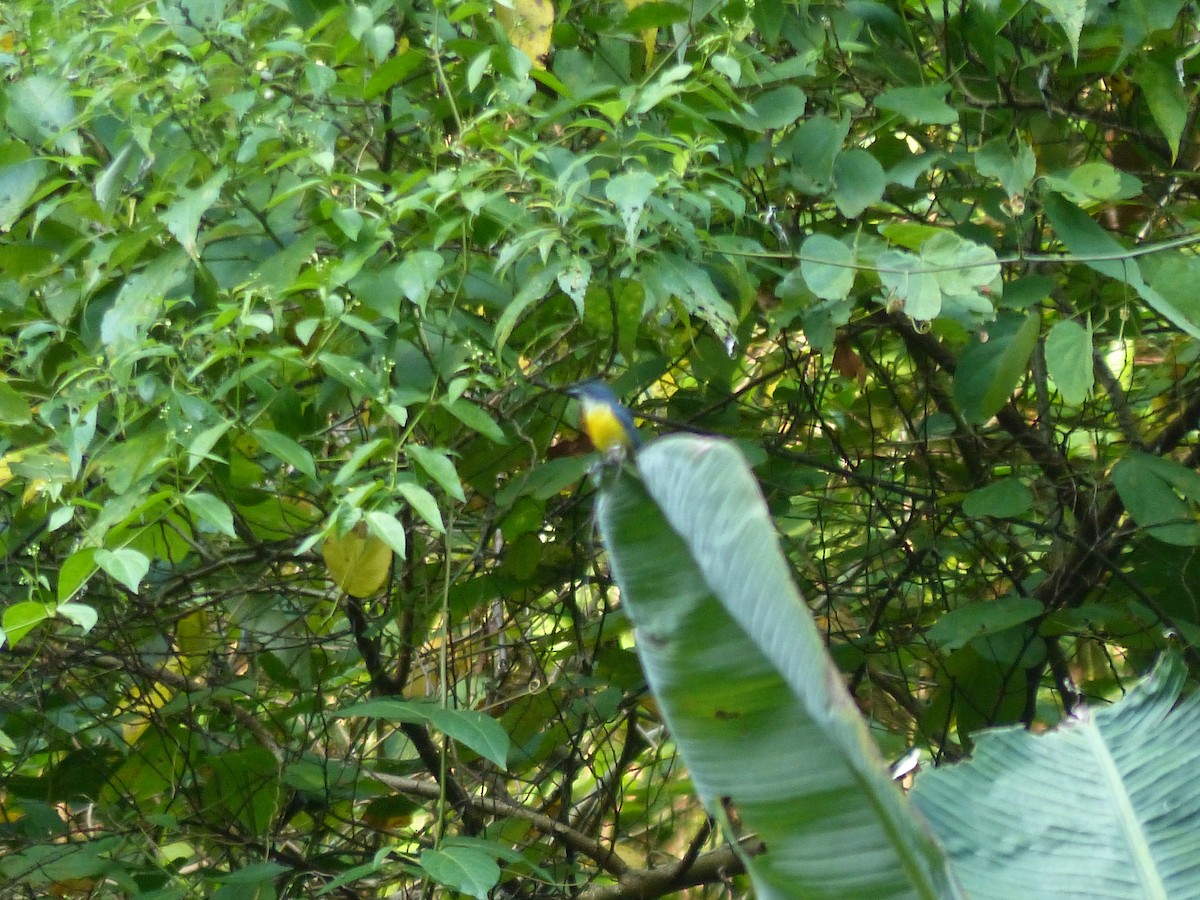 Orange-bellied Flowerpecker - ML588896251
