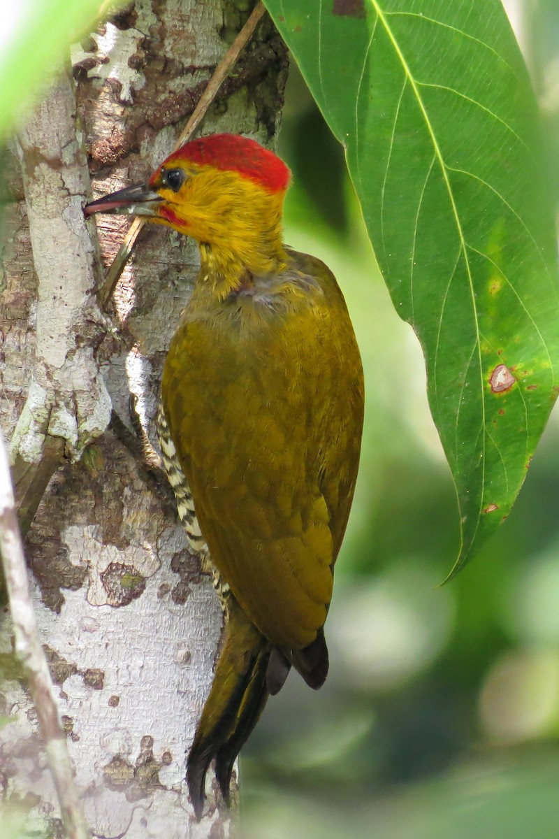 Yellow-throated Woodpecker - ML588899181