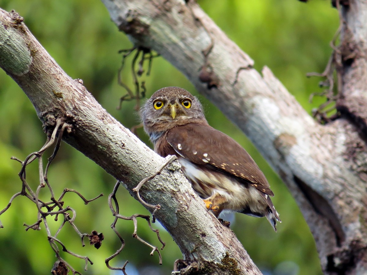 Amazonian Pygmy-Owl - ML588899201