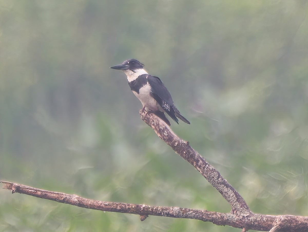 Belted Kingfisher - ML588899851