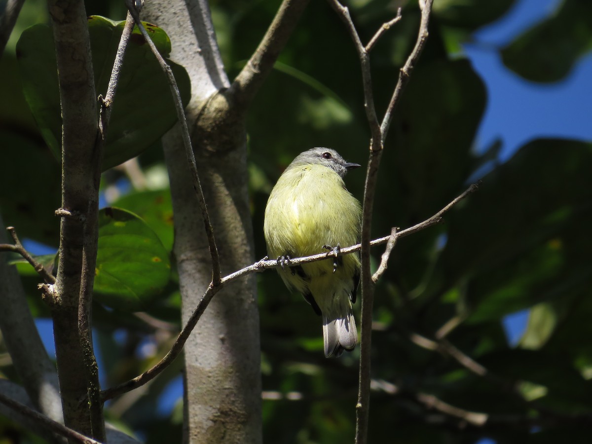Yellow-crowned Tyrannulet - ML588901001