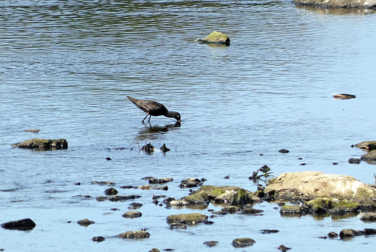 Spotted Redshank - ML588901311