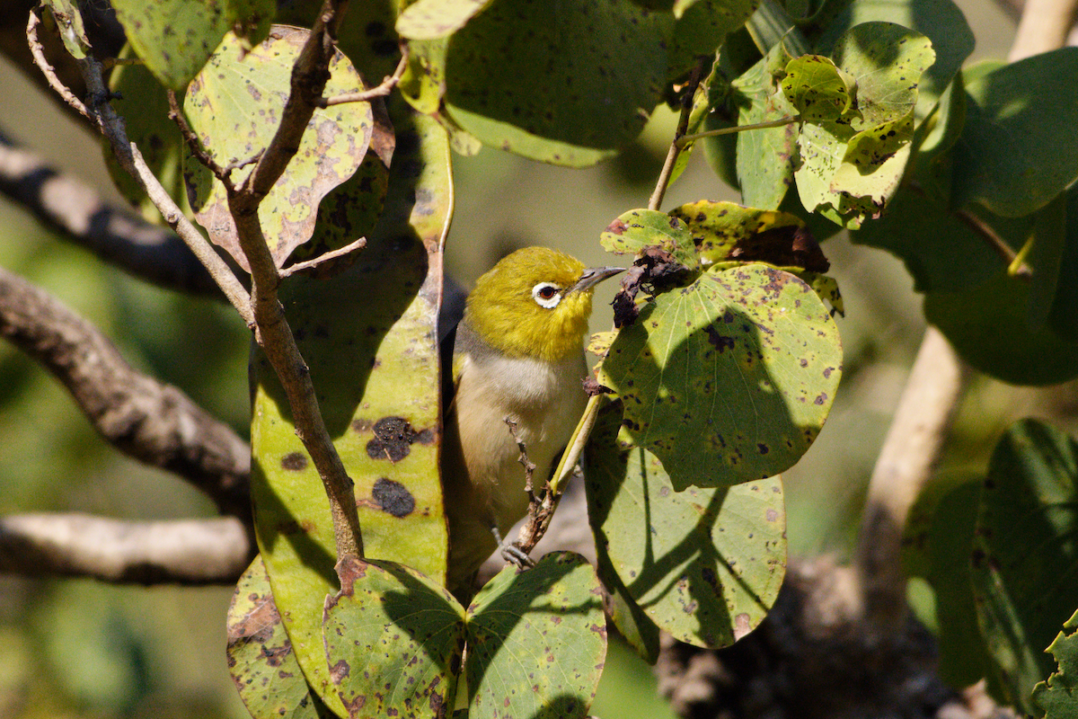 Silvereye - Lucy Coleman