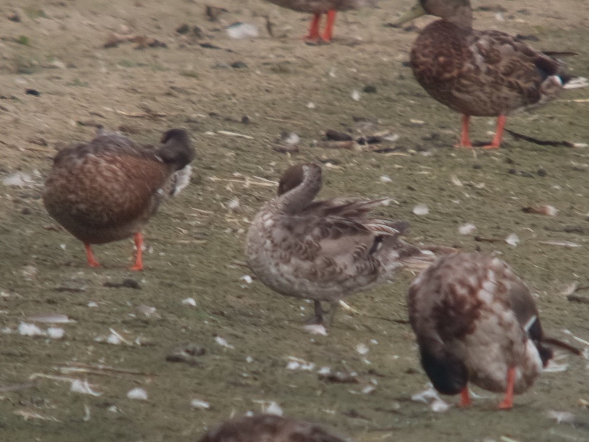 New York Breeding Bird Atlas Checklist - 27 Jun 2023 - Jamaica Bay ...