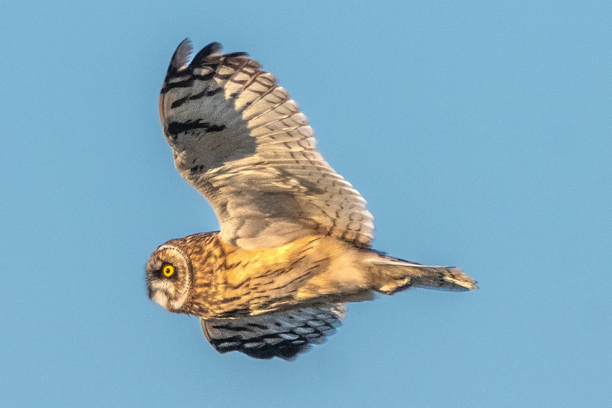 Short-eared Owl - ML588907141