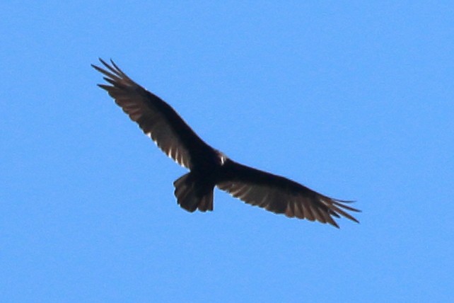 Turkey Vulture - ML588908351