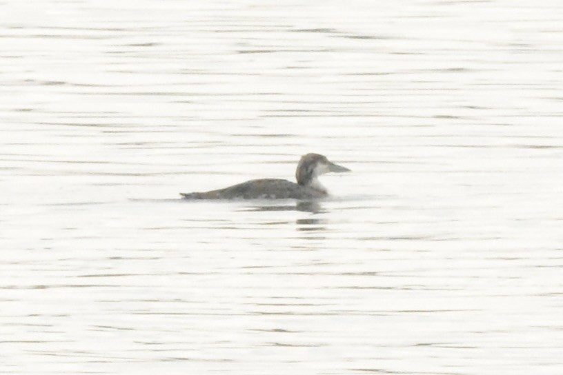 Common Loon - Mark Witmer