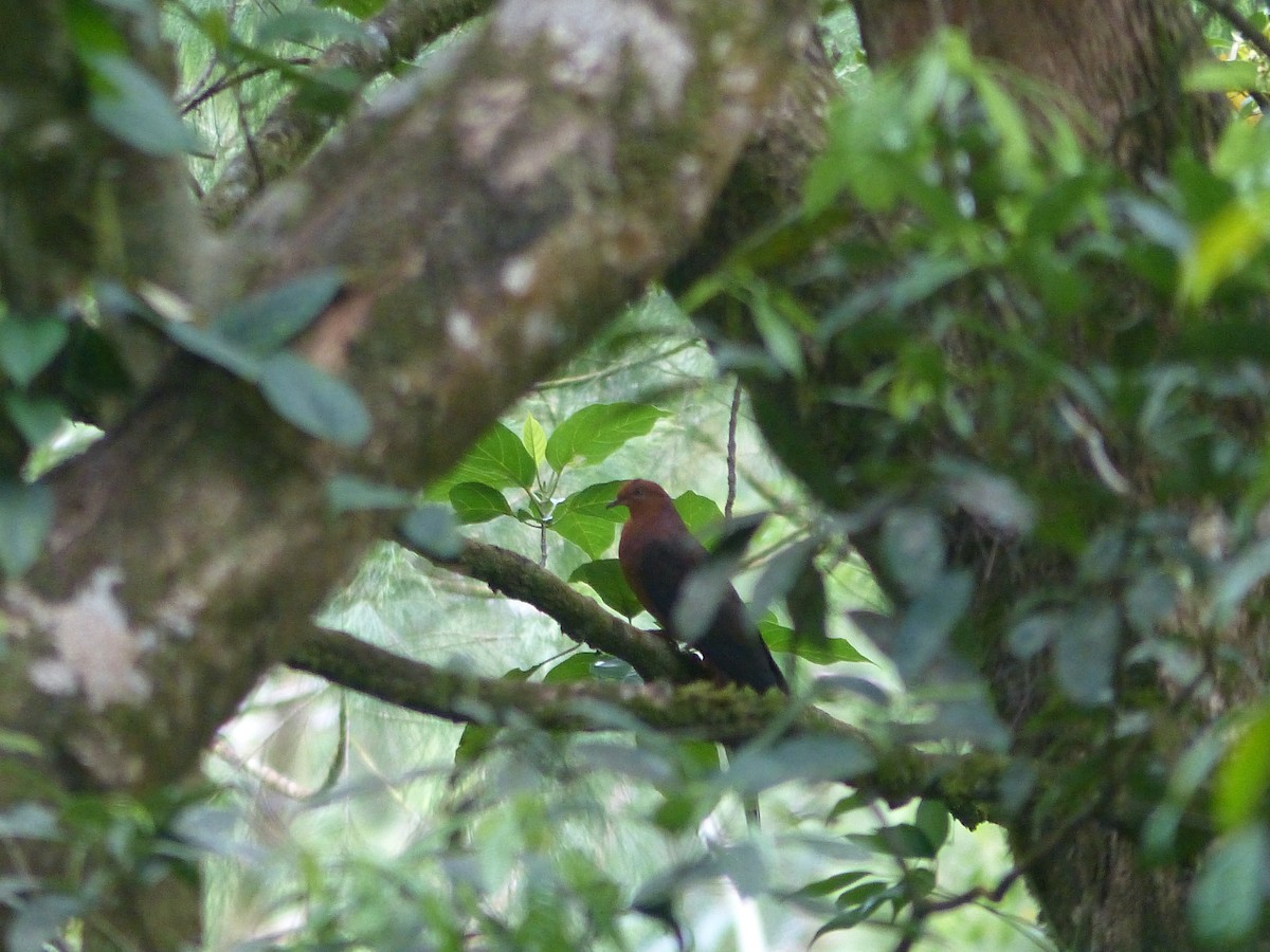 Philippine Cuckoo-Dove - ML588911311