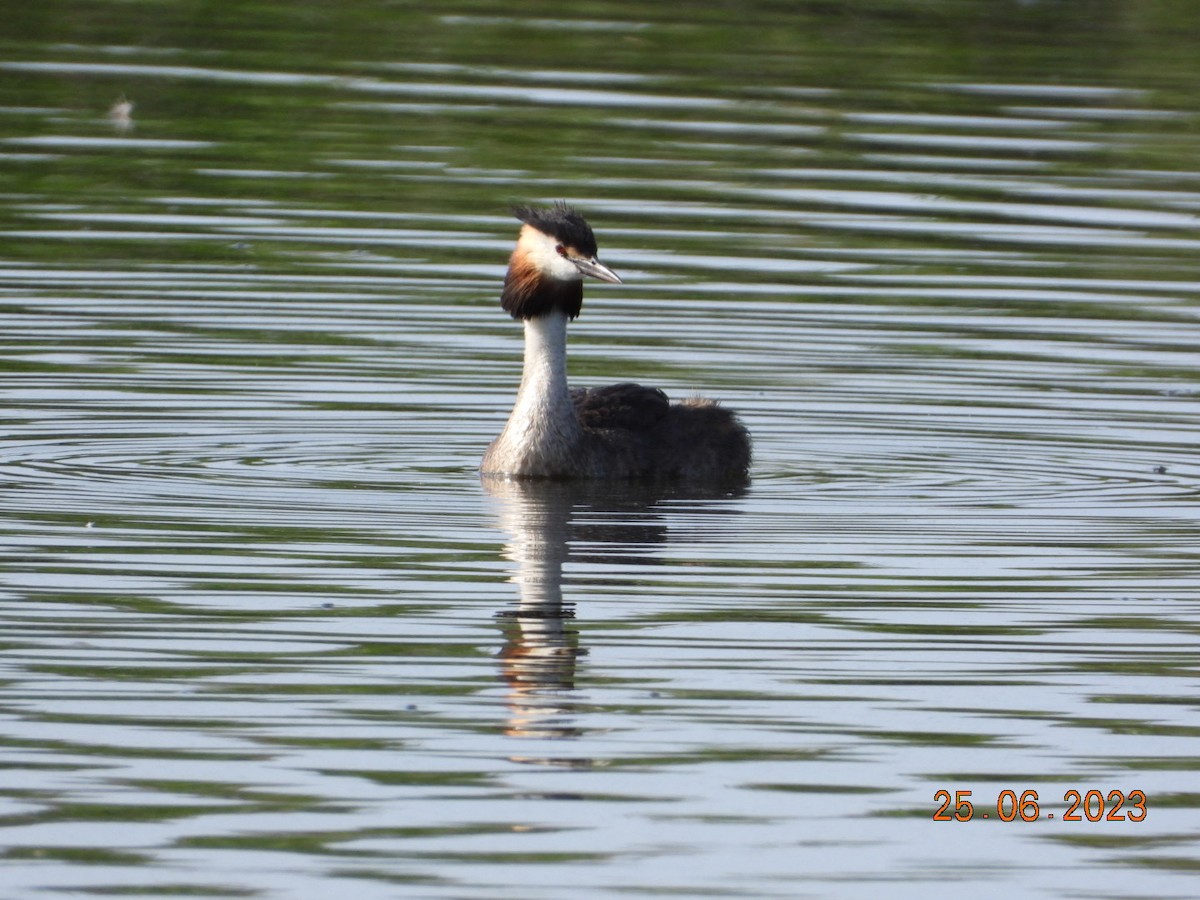 Great Crested Grebe - ML588911351